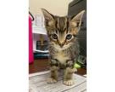 Poe, Domestic Shorthair For Adoption In Viroqua, Wisconsin