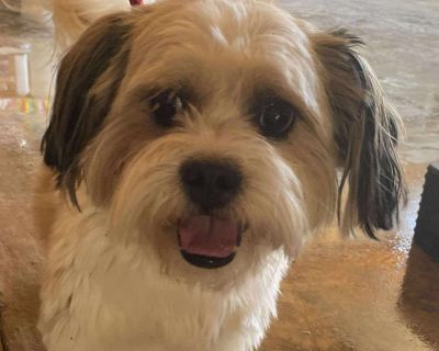 Health Vaccinations up to date, spayed / neutered.. Young Male Small White / Cream