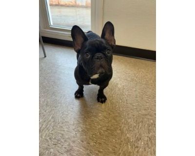 Nyla - in foster - French Bulldog/Mixed Breed (Medium) Mix Female Dog for Adoption