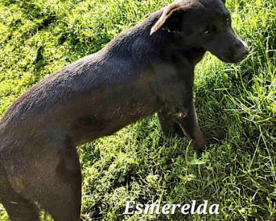 Esmerelda - Shepherd (Unknown Type) Female Dog for Adoption