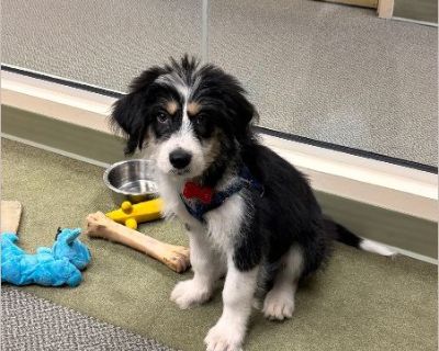 Say Hi to Macie!! This adorable pup is even sweeter than she looks! Macie loves going for walks and meeting new people. She spends her days playing with her toys, romping around with her foster's dog, and exploring the yard. One of her favorite things is following everyone around and cuddling up whenever she can. And she will giving everyone puppy kisses! Macie is a great sleeper-she sleeps thr...