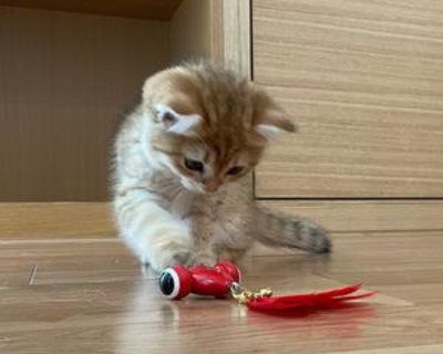 Bionic Goldfish Toy the ultimate entertainment for your indoor cat