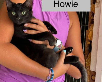 Howie - Domestic Medium Hair Male Cat for Adoption