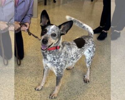 Young * Location Paso Robles, CA, 93446 USA USA *. Dog Breed: Australian Cattle Dog/Blue Heeler / Mixed (medium coat). Cattle dog mix, male 1 year old Meet our next very special guest, Nelson! from Riverside County! Nelson is about a year old, 40 pound Cattle Dog mix. So far we know he is sweet with people and good with other dogs; he is being fostered with 4 resident dogs. Next stop is a neute...
