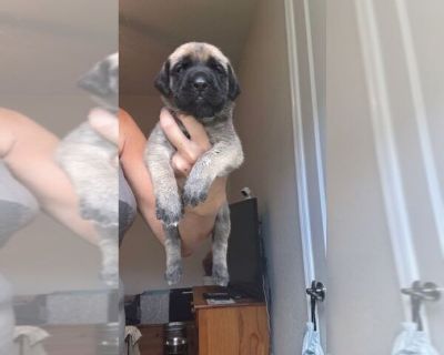 Aqua  Female - Mastiff Female Puppy for Sale