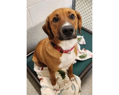 SHILOH - Labrador Retriever Male Dog for Adoption