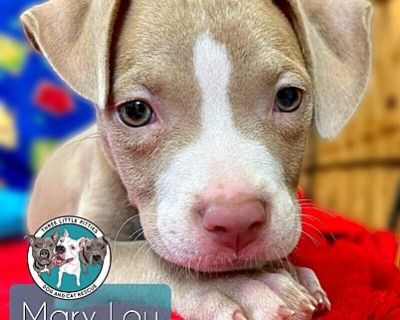 Mary Lou Williams Jazz - Staffordshire Bull Terrier Female Puppy for Adoption