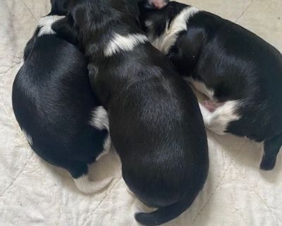 2 Male and 1 Female Havanese Puppies for Sale