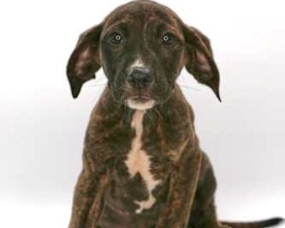 Opal - Labrador Retriever Female Puppy for Adoption