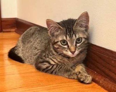Hayley - Domestic Mediumhair Female Cat for Adoption