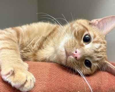 Cheeto - Domestic Short Hair Male Cat for Adoption