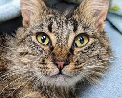 Ariel is a gentle soul. She is a sweet and quiet kitty who wants nothing more than to be curled up beside you, purring and enjoying cuddles. She loves lap time appreciates having her long fur brushed. Ariel is seeking peaceful home in need of a sweetheart kitty. Ariel gets along with other cats and is tolerant of the household dogs. Like many cats, Ariel will need some time and patience while s...