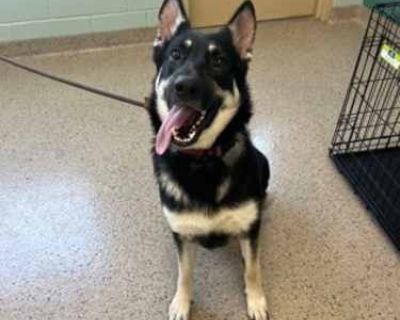 Jessie Eleanor - German Shepherd Dog/Husky Mix Female Dog for Adoption