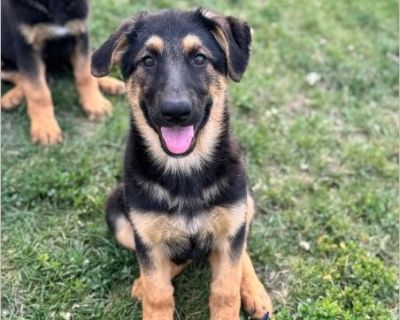 Lilly - Female Puppy German Shepherd for Adoption
