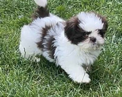 Eclair - Shih Tzu Female Puppy for Adoption