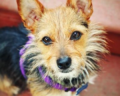 Roger - Australian Terrier & Parson Russell Terrier Mix Male Dog for Adoption