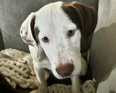 Minnie (c Pups) - Labrador Retriever Female Puppy for Adoption