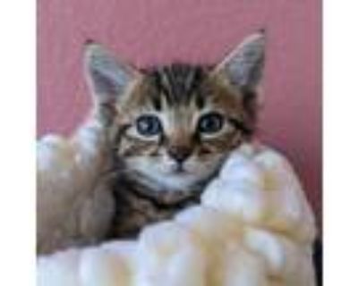 Adopt Dapple a Brown or Chocolate Domestic Shorthair / Mixed cat in San Jose