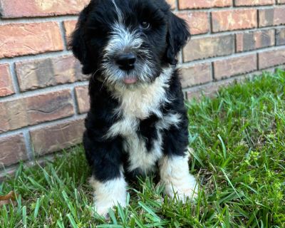 5 Male and 3 Female Portuguese Water Dog Puppies for Sale