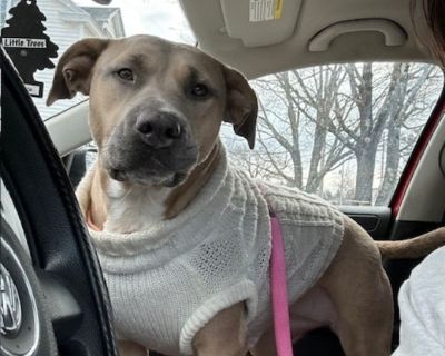 All interested people should submit an adoption application as their first step. THANKS TO A GENEROUS SUPPORTER, BELLAS ADOPTION FEE IS SPONSORED!!! Meet Bella! 4-year-old Lab/Pitbull mix High-energy lovebug Toy enthusiast Are you ready for a big-hearted, fun-loving girl with a zest for life? Meet Bella! This gorgeous, wiggly bundle of energy is looking for her perfect forever home where she ca...