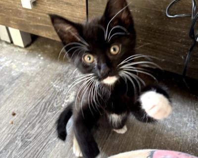 Richie - Domestic Medium Hair Male Cat for Adoption