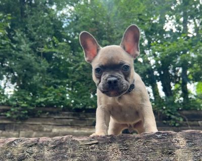 1 Male French Bulldog Puppy for Sale