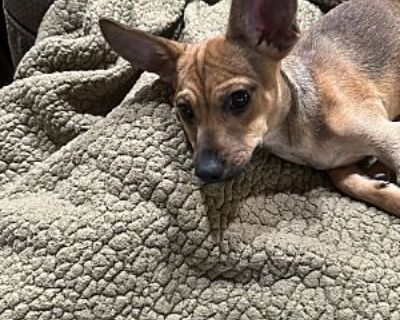 Scout - Dachshund/Chihuahua Mix Male Puppy for Adoption