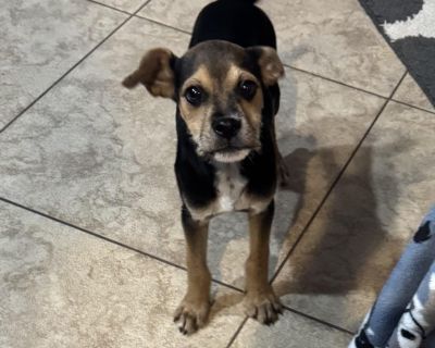 Meet Buddie! Buddie is a sweet little boy who came to us via our community spay and neuter clinic. His parents - dad a pug terrier mix and mom a mix breed dog were being fixed at our clinic when the owners asked if we could take their puppies in who they were having trouble placing. Buddie and his siblings are sweet pups who love to play. Buddie is being socialized with young kids and other pup...