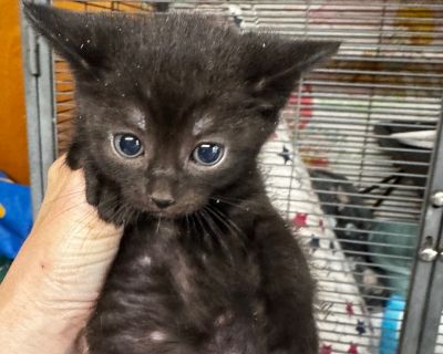 Health Vaccinations up to date.. Kitten Female Small Black