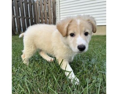 Duke - German Shepherd Dog/Mixed Breed (Medium) Mix Male Puppy for Adoption