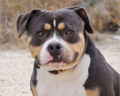 Chuck - Male Puppy Bulldog mix for Adoption