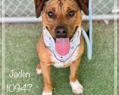 JADEN - Pit Bull Terrier Female Dog for Adoption