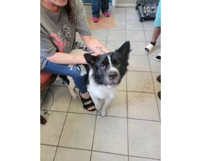 Cash - Anatolian Shepherd/Mixed Breed (Medium) Mix Male Puppy for Adoption