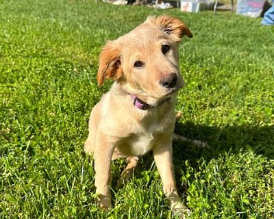 Stuart frye cheap golden retriever