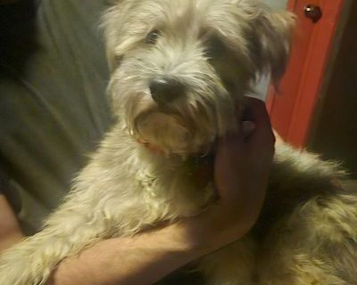 Bella - Havanese/Wheaten Terrier Mix Female Dog for Adoption