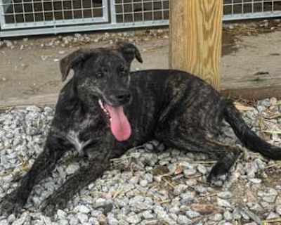 Zena - Australian Cattle Dog Female Dog for Adoption