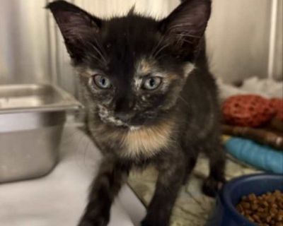 Velma - Domestic Shorthair Female Kitten for Adoption