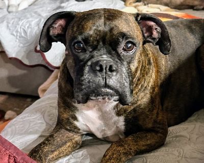 Buster - Boxer Male Dog for Adoption