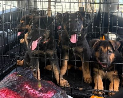 GERMAN SHEPHERD PUPPIES