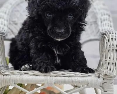 Raven - Female Poodle Toy Puppy for Sale