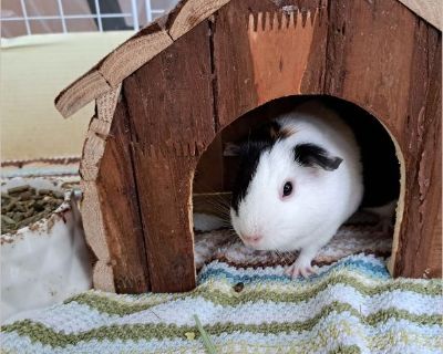 Guinea pig - Female Young Small Mammal for Adoption