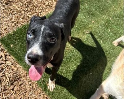 - Female Puppy Pit Bull for Adoption