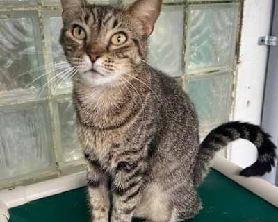Mama Kitty - Domestic Shorthair Female Cat for Adoption