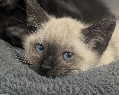 Barnabas - Siamese Male Cat for Adoption