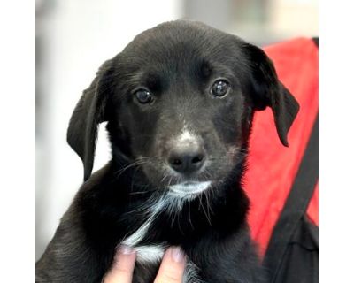 Eileen - Labrador Retriever/Mixed Breed (Medium) Mix Female Dog for Adoption