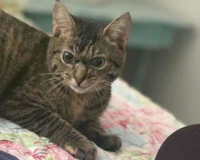 Child. Black & white or tuxedo. Hair: short. ?? Meet Modena a true survivor. ?? Recently, Modena was found near student housing on Skidaway Island weak, sick, and heartbreakingly close to a pond filled with alligators. When rescuers called to her, she cried back softly as if asking for help. That night, she safely walked into a trap and into the arms of her rescuers. Once home, it was clear som...