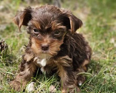 Twix - Male Yorkshire Terrier Puppy for Sale