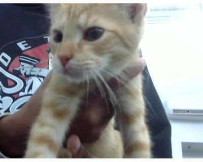 TIGER - American Shorthair Male Cat for Adoption