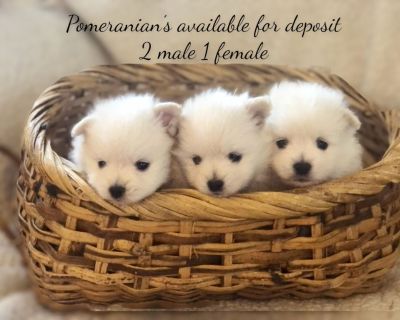 Purebred Pomeranian puppies