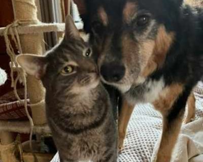 Bob - Domestic Shorthair Male Cat for Adoption